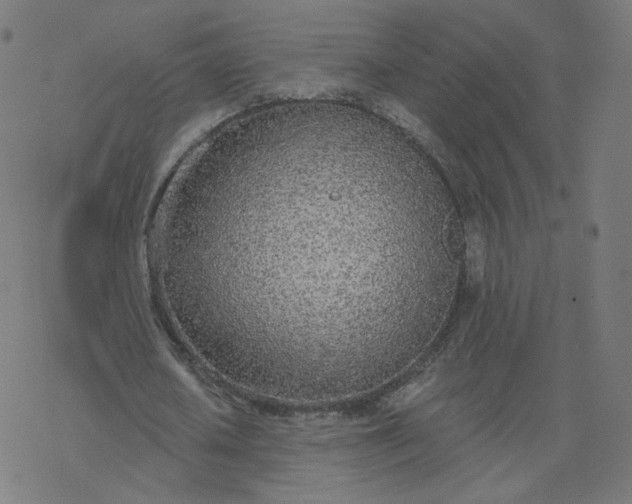 X0000077400626200611032027