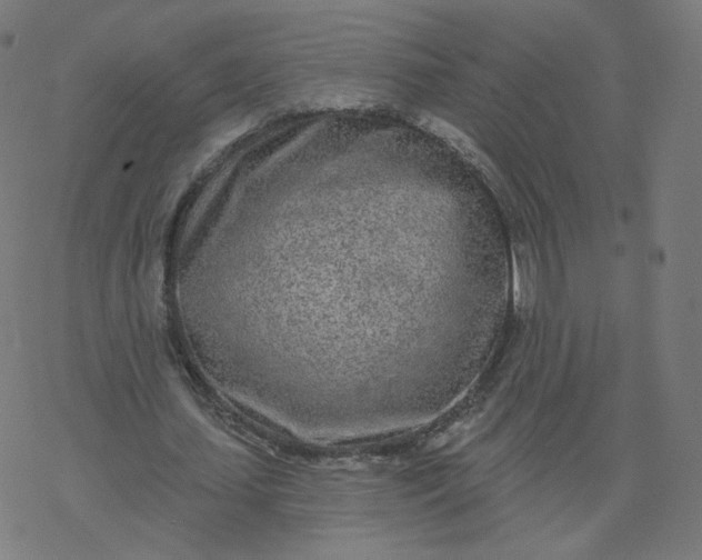 X0000077400627200611032027