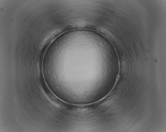 X0000077400638200611032027