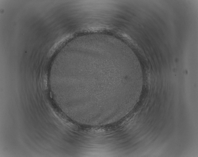 X0000077400640200611032027