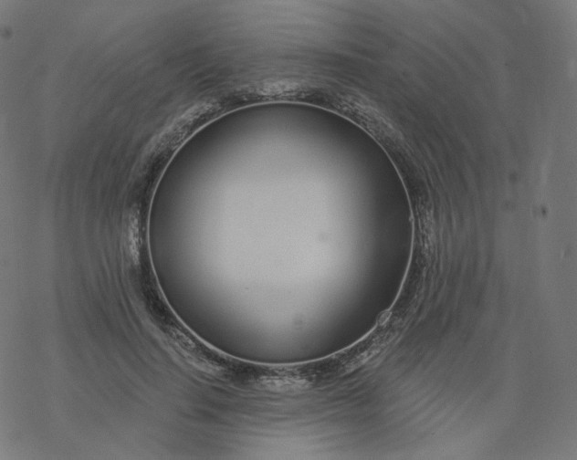 X0000077400644200611032027