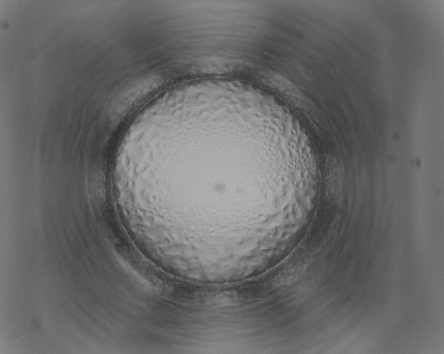 X0000077400683200611032027