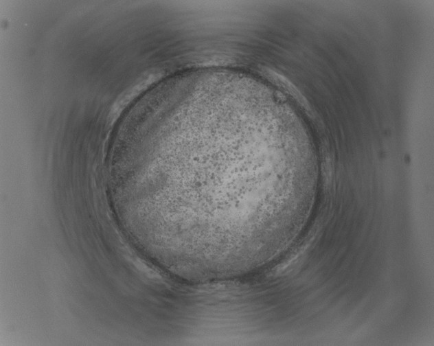 X0000077400721200611032026