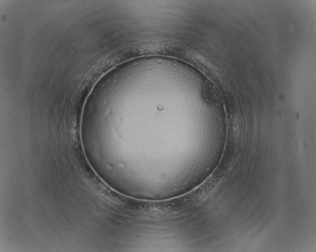 X0000077400737200611032026