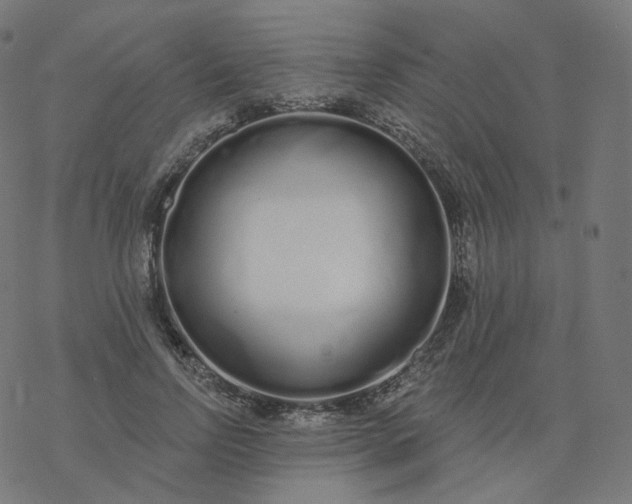 X0000077400742200611032026