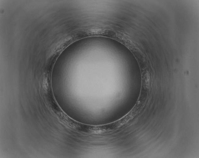 X0000077400746200611032026