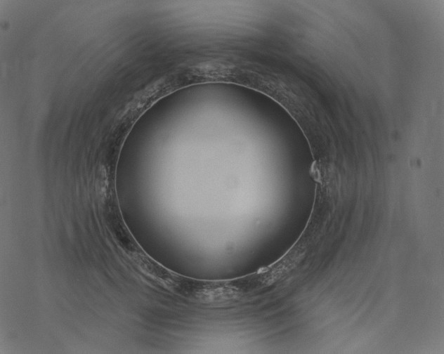 X0000077400752200611032026