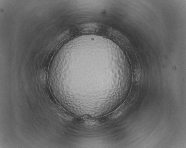 X0000077400753200611032026