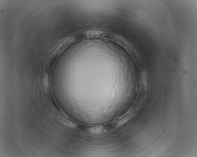 X0000077400761200611032026