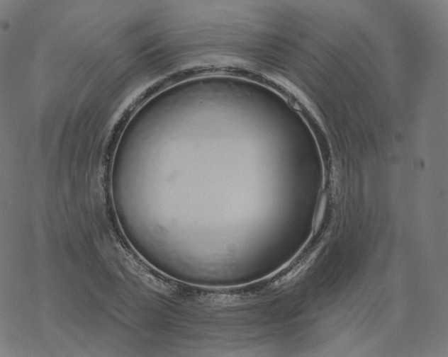 X0000077400783200611032025