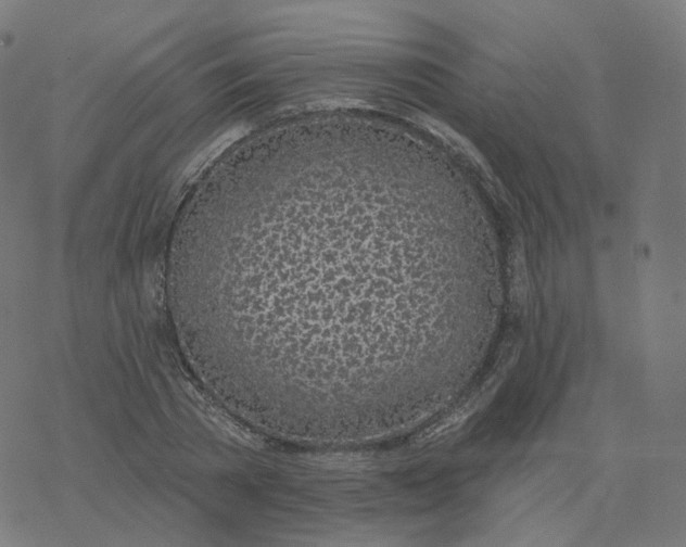 X0000077400785200611032025