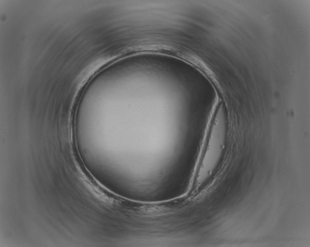 X0000077400795200611032025