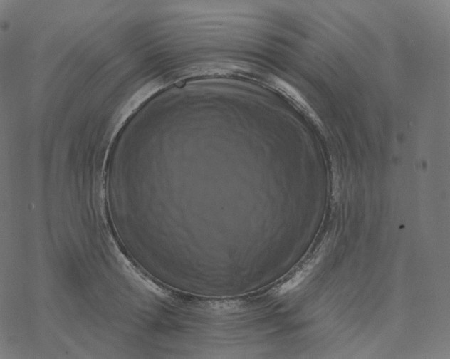 X0000077400802200611032025