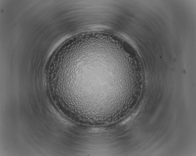 X0000077400835200611032024