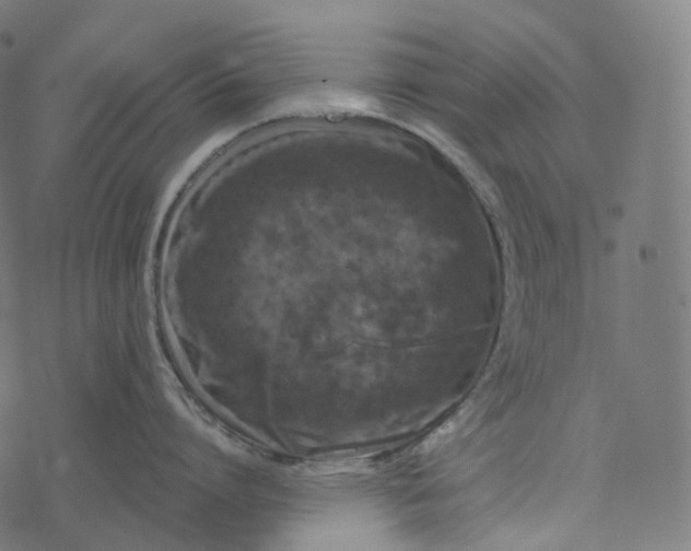 X0000077400864200611032025