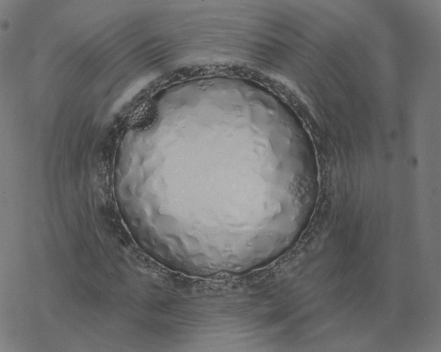 X0000077400871200611032024