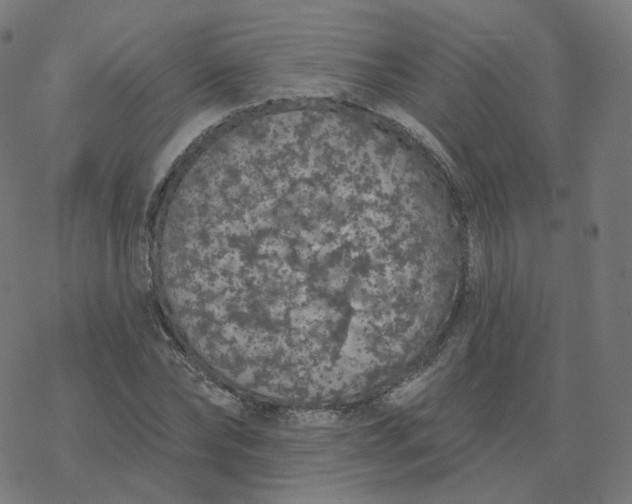 X0000077400878200611032024