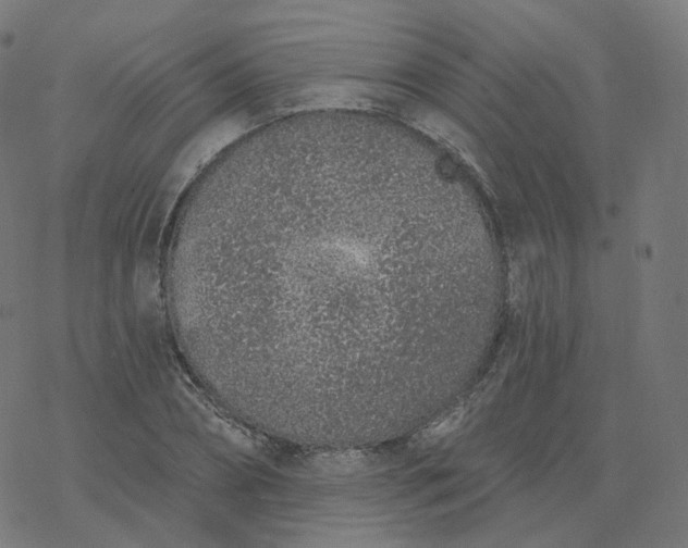 X0000077400882200611032024