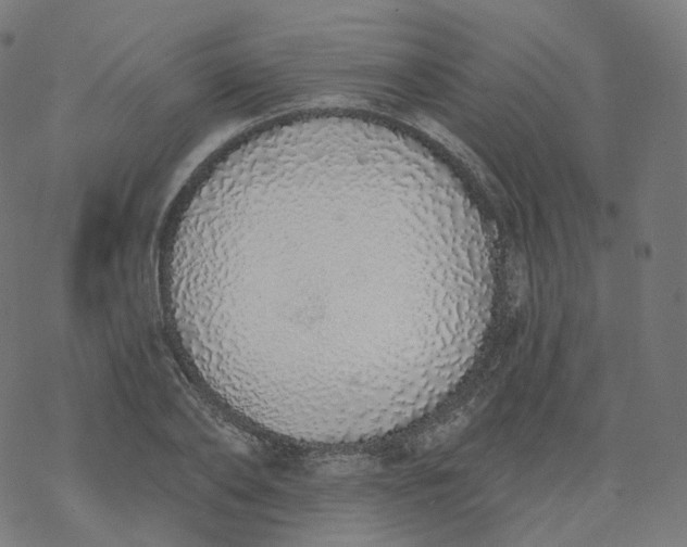 X0000077400886200611032024