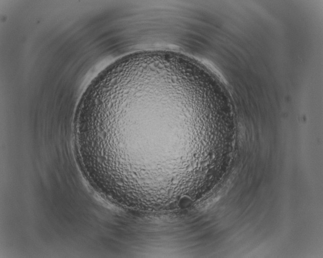 X0000077400895200611032023