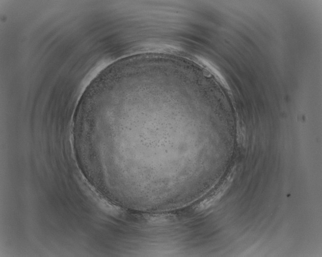 X0000077400899200611032023