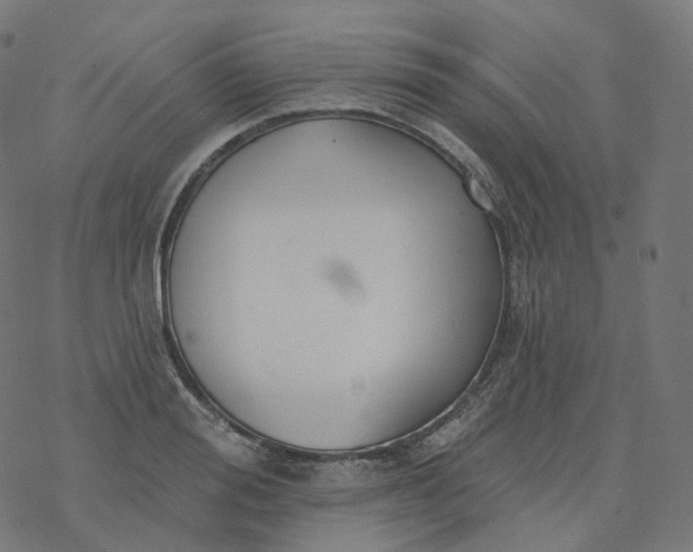 X0000077400988200611032022