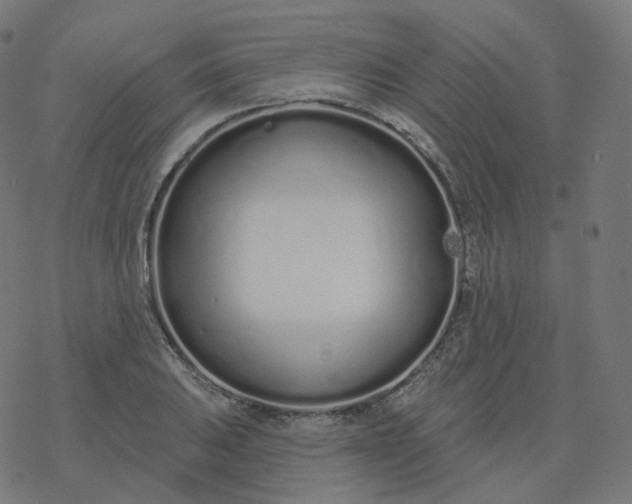 X0000077401031200611032021