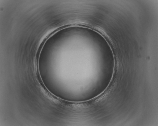 X0000077401032200611032021