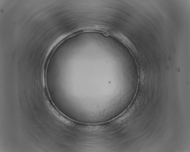 X0000077401036200611032021