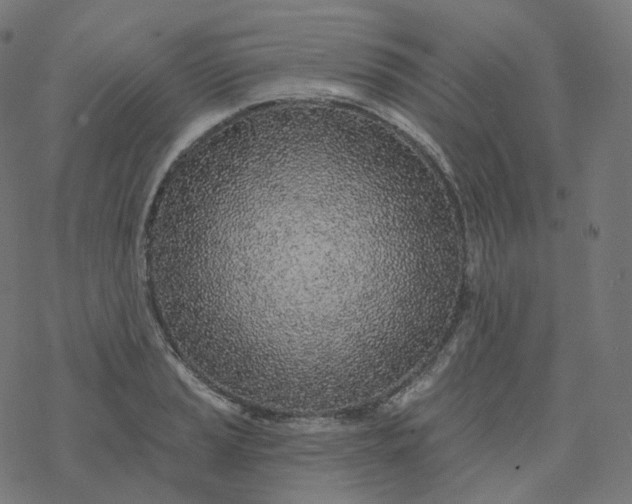 X0000077401037200611032021