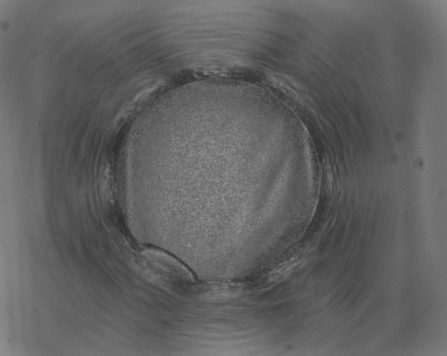 X0000077401060200611032021