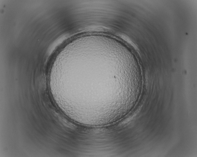 X0000077401067200611032021