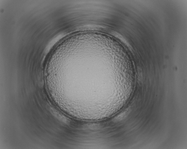 X0000077401075200611032021