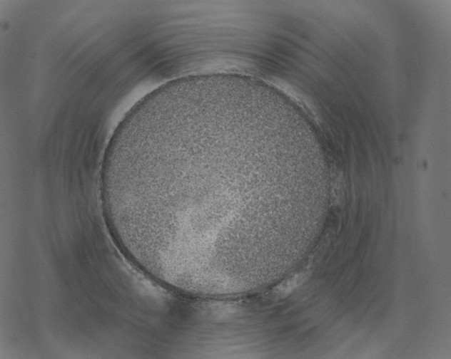 X0000077401086200611032020