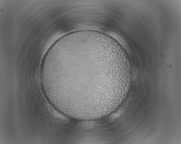 X0000077401094200611032020