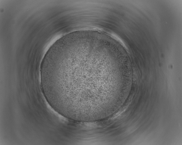 X0000077401095200611032020