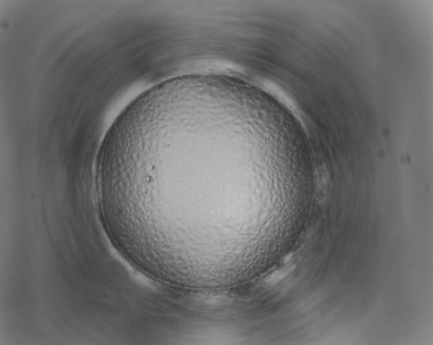 X0000077401103200611032020