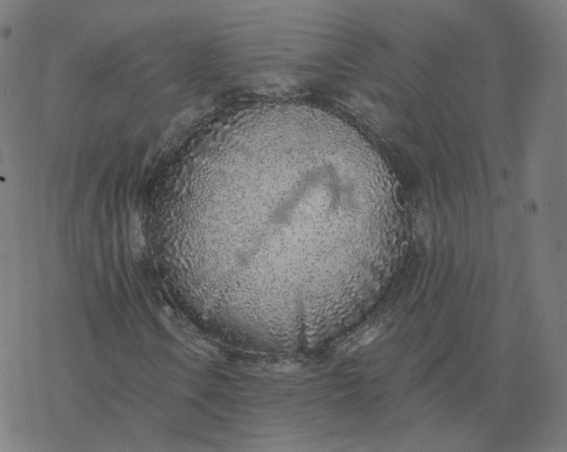 X0000077401106200611032019