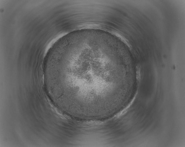 X0000077401117200611032019