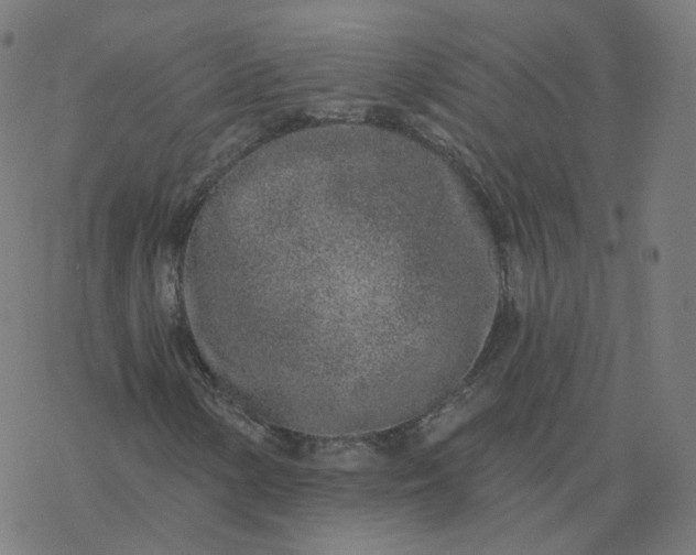 X0000077401154200611032019