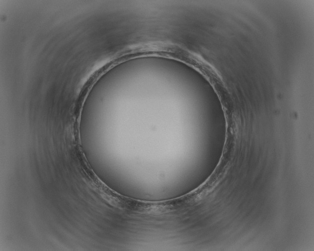 X0000077401166200611032019