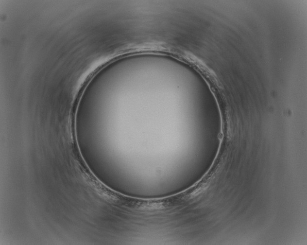 X0000077401174200611032019