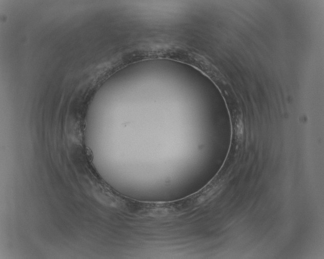 X0000077401204200611032018