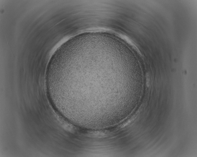 X0000077401229200611032018