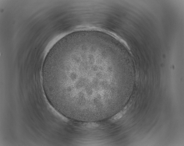 X0000077401239200611032018