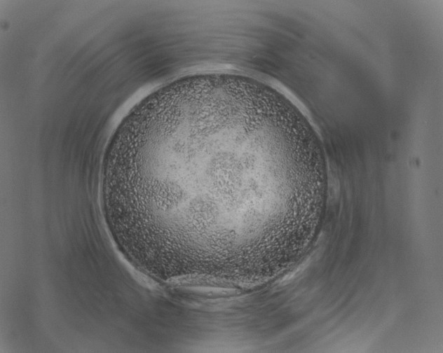 X0000077401245200611032018