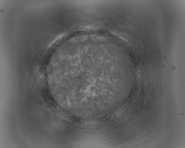 X0000077401254200611032018