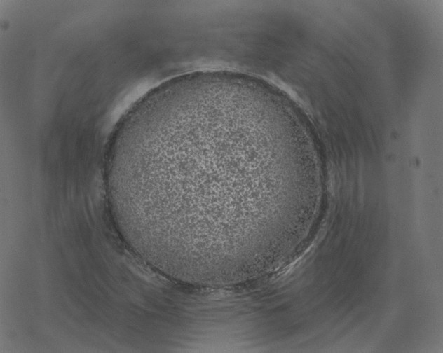 X0000077401263200611032017