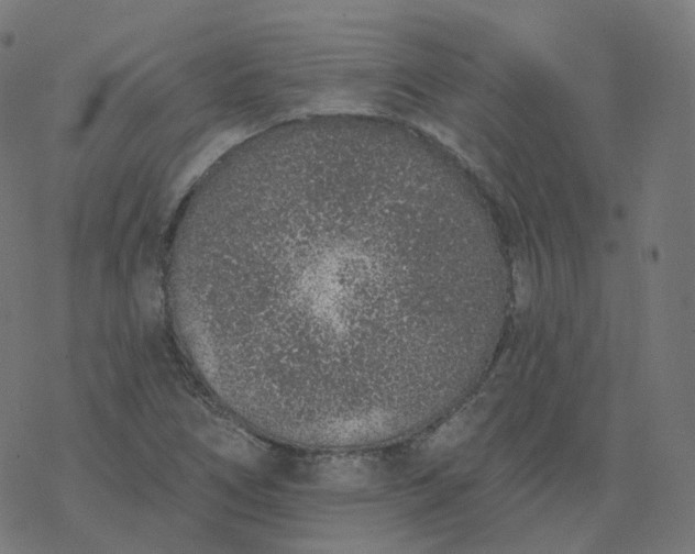 X0000077401266200611032017