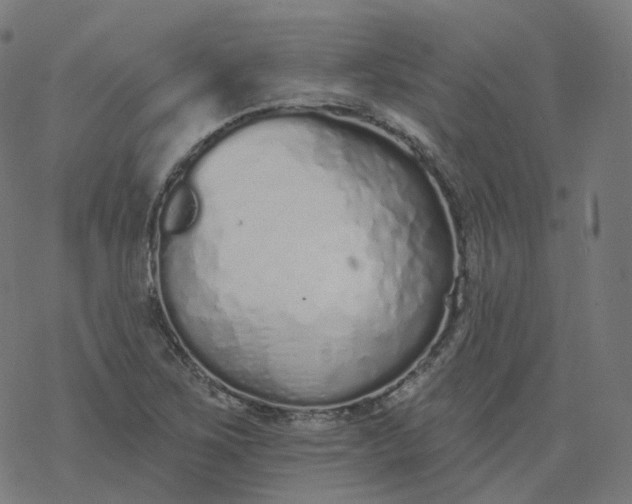 X0000077401267200611032017